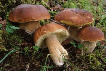 Cassetta di legno appoggiata su un tavolo rustico, contenente una varietà di funghi freschi. Tra i funghi si riconoscono diverse specie, con forme, colori e dimensioni differenti: ci sono funghi marroni, bianchi, arancioni e gialli, alcuni con cappello arrotondato, altri più frastagliati o arricciati. L'insieme trasmette un'idea di raccolta naturale e stagionale.