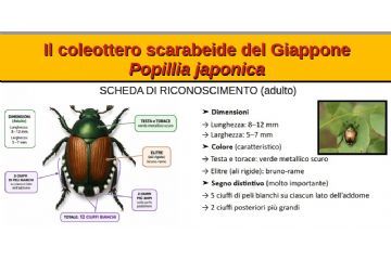 infografica informativa dedicata al coleottero scarabeide giapponese Popillia japonica nella fase adulta. Al centro è raffigurato un esemplare visto dall’alto: testa e torace di colore verde metallico scuro, elitre (ali rigide) bruno-rame. L’insetto misura circa 8–12 mm di lunghezza e 5–7 mm di larghezza. Sono evidenziati i principali elementi distintivi: cinque ciuffi di peli bianchi su ciascun lato dell’addome e due ciuffi bianchi più grandi nella parte posteriore, per un totale di dodici ciuffi bianchi. A destra è presente una fotografia dell’insetto posato su una foglia e un elenco riepilogativo delle caratteristiche di riconoscimento. Il titolo in alto recita: “Il coleottero scarabeide del Giappone – Popillia japonica”.